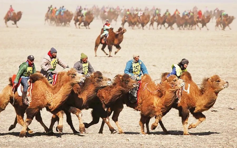 lạc đà Mông Cổ hai bướu sa mạc Gobi