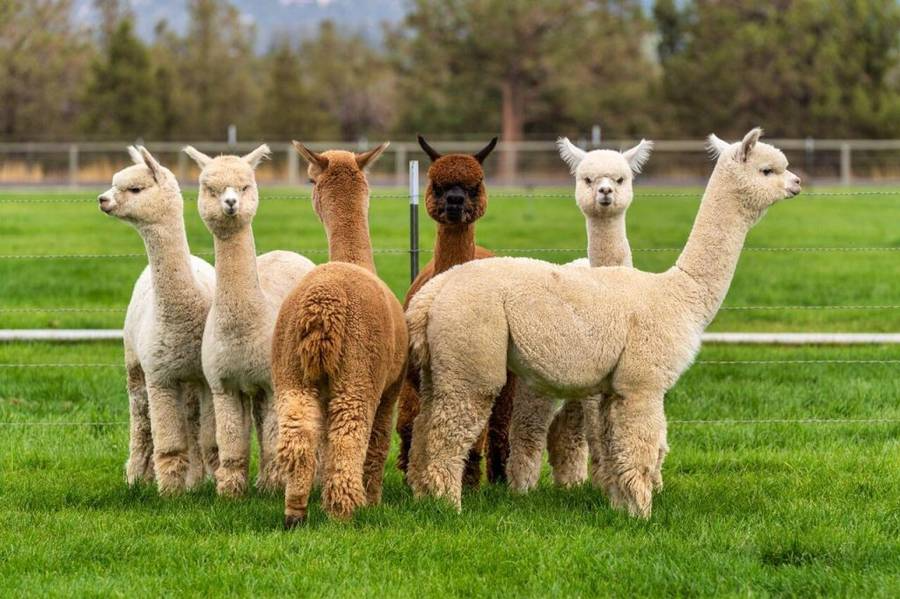 Môi trường sống lý tưởng cho lạc đà Alpaca, chuồng trại và đồng cỏ cho Alpaca
