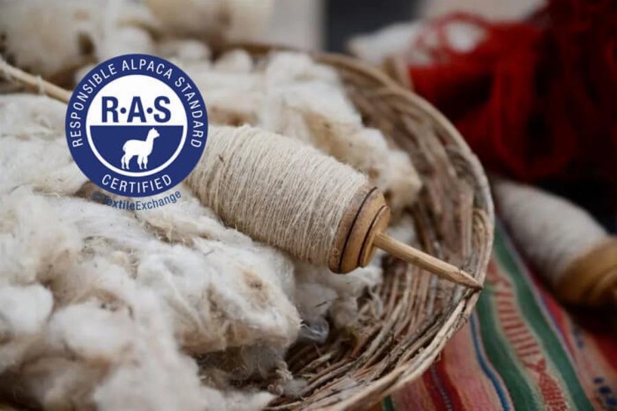 Quản lý quá trình giao phối lạc đà Alpaca cần những lưu ý gì