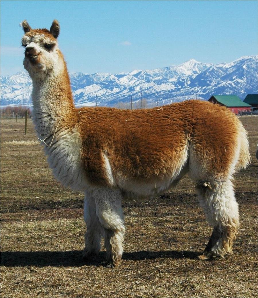 Các sắc thái màu nâu khác nhau của lạc đà Alpaca.