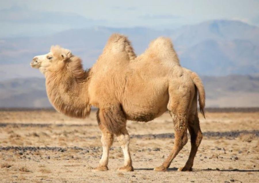 san pham tu long lac da alpaca