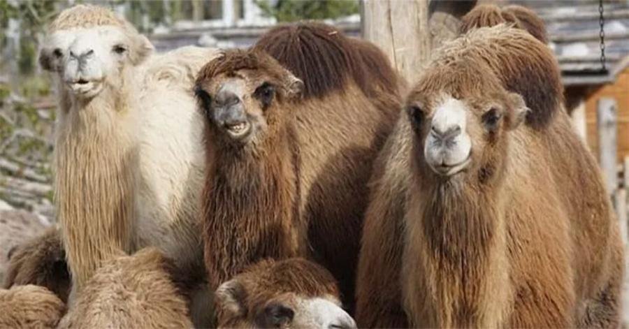 so sanh lac da alpaca va lac da dromedary