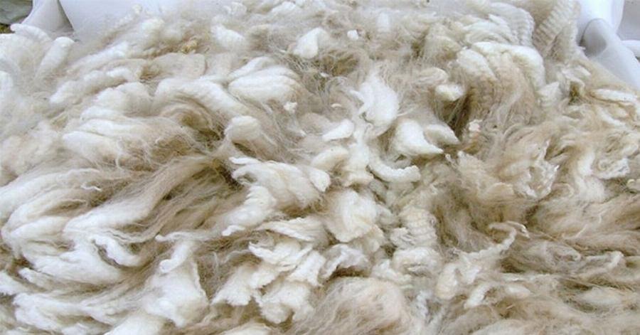 Tại sao giá lạc đà Alpaca lại cao như vậy?