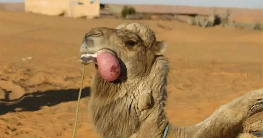 Tăng tỷ lệ thành công giao phối ở lạc đà Alpaca bằng cách nào