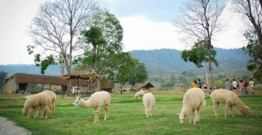 Tập tính và hành vi xã hội của lạc đà Alpaca trong bầy đàn
