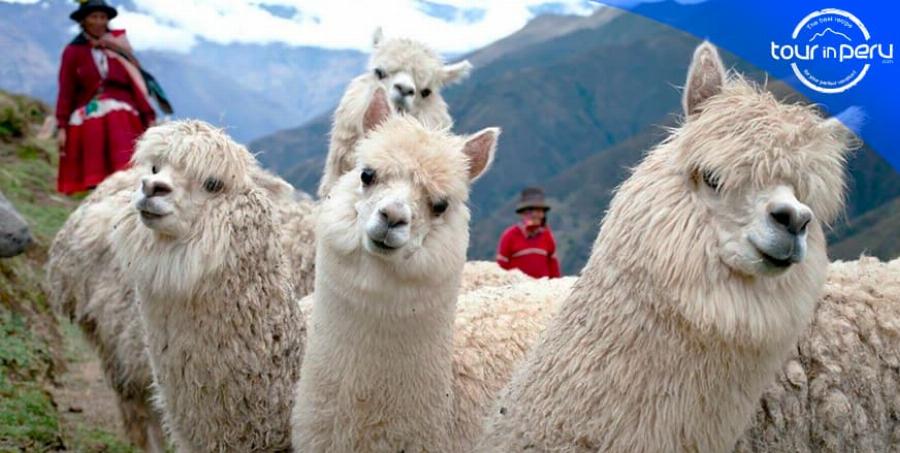 Alpacas in the Andes Mountains