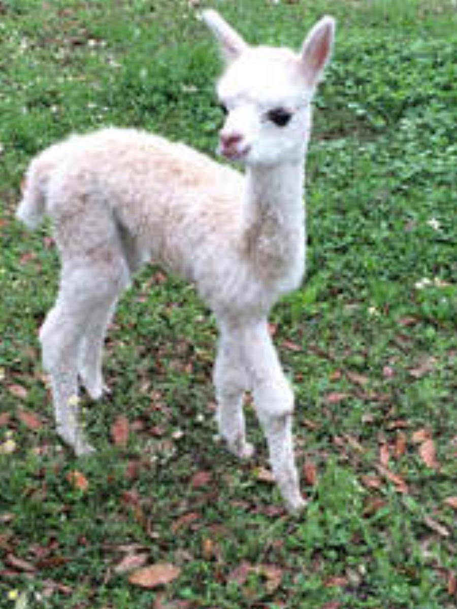 Huacaya and Suri alpacas standing side-by-side