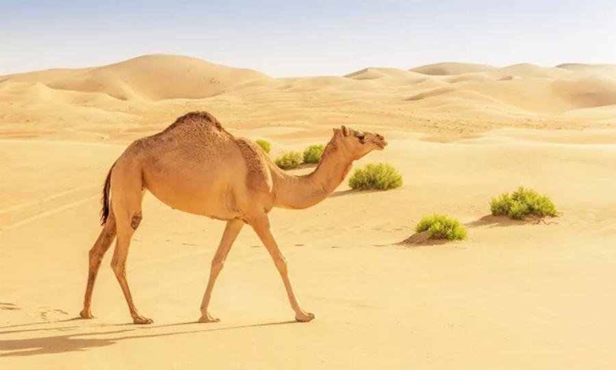 Lông bờm lạc đà Alpaca có chức năng bảo vệ cổ và đầu khỏi thời tiết khắc nghiệt